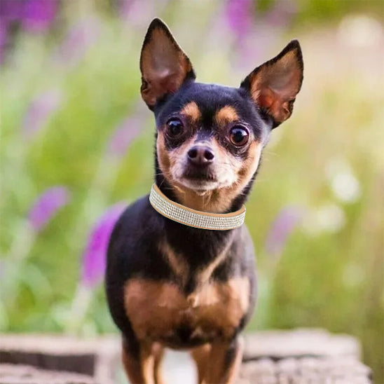 collier-chien-suede-marron-avec-cristaux-diamant-promenade elegante