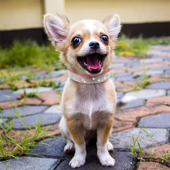 collier chien suede rose avec cristaux diamant petit chien heureux