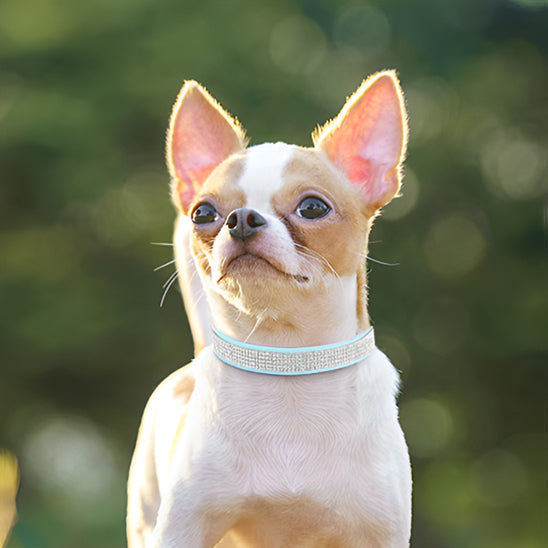 Collier chien bijou diamant élégant bleu