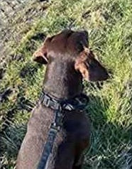 Collier chien moyen tactique militaire noir