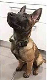 Collier chien moyen tactique militaire relish