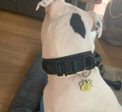 Collier chien tactique militaire noir medaille