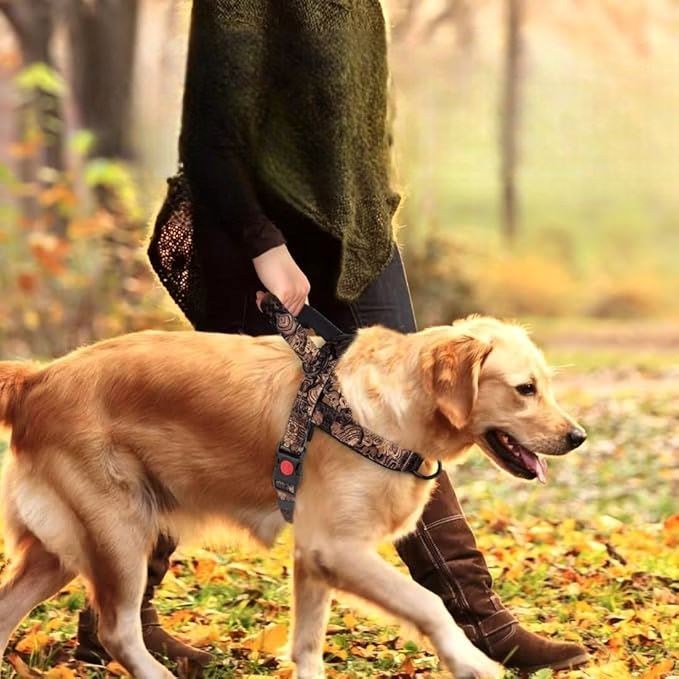 Harnais pour chien grand noir doré