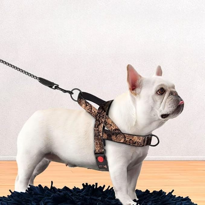 Harnais pour chien moyen sécuritaire noir doré