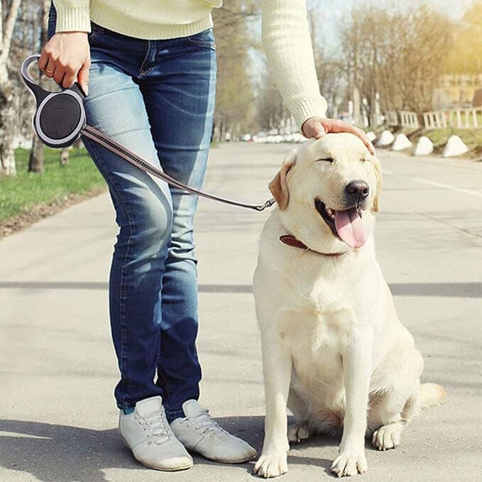 Laisse de chien rétractable noir sécuritaire