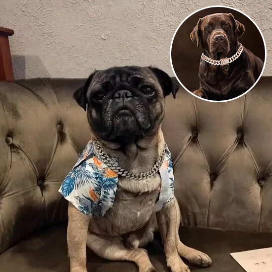 collier chien cubain charmant diamant argent