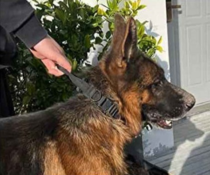 Collier chien grand police tactique militaire noir