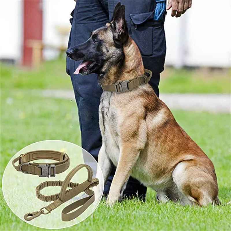 Collier chien | Tactique militaire, Beige