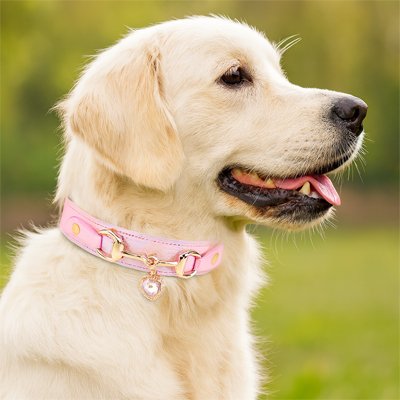 collier pour chien moyen pendentif elegant cœur rose