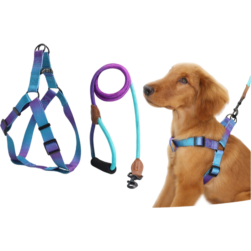 harnais pour chien laisse assortie ajustement leger violet