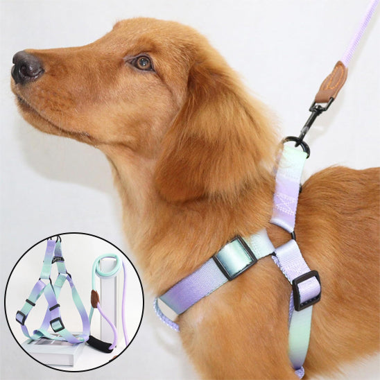 harnais pour chien petit grand securitaire ajustable vert violet