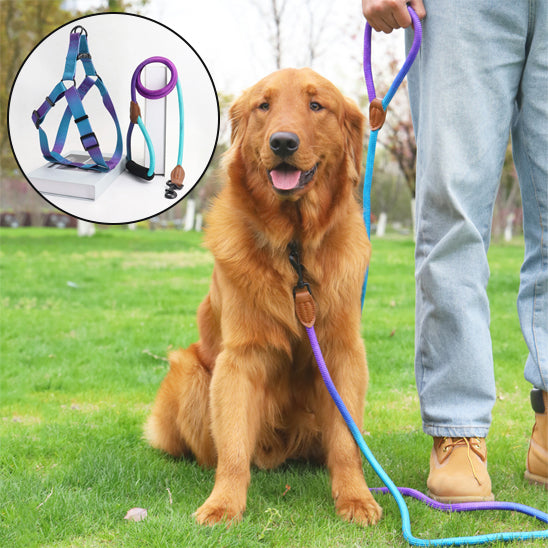 harnais pour chien petit grand securitaire ajustable violet