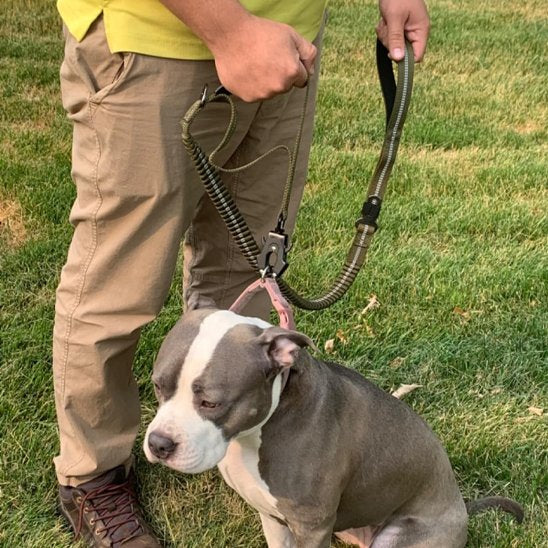 laisse pour chien confort anti traction solide kaki