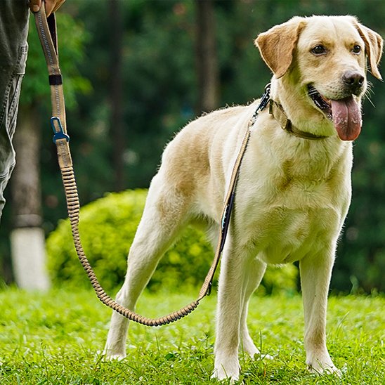 laisse pour chien confort promenade anti choc securitaire beige